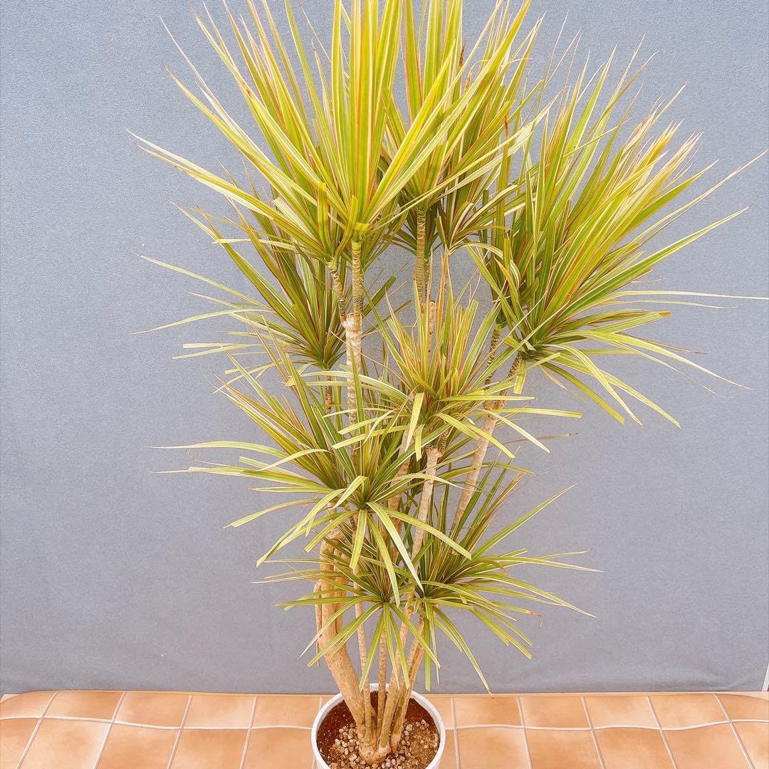 Amazon｜ドラセナ コンシンネ トリカラー 観葉植物 インテリアグリーン